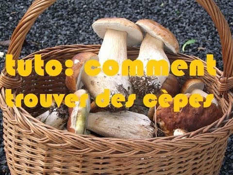 Vidéo: À Quoi Ressemblent Les Cèpes