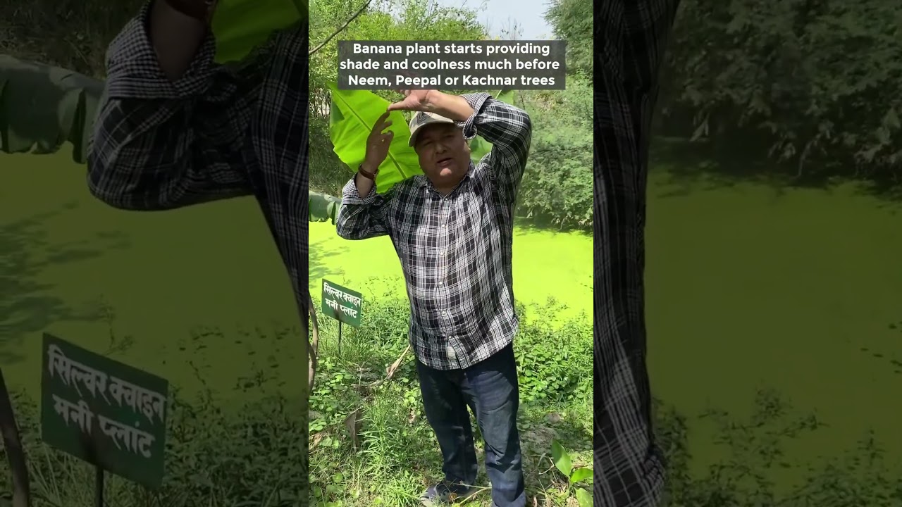 Grow Banana Plants at Home | Fast Growing Fruits Plants