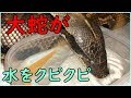 【巨大ニシキヘビ】15kgあるブラッドパイソンがかわいい水飲み