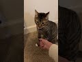Holding cat paw for 20 seconds without being punched #cat