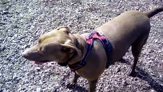 Ruby taking a Mud Bath on her Bday