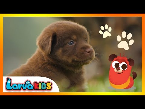 [NEW!] animal song | kids song | ANIMAL FRIENDS | larva kids | live action