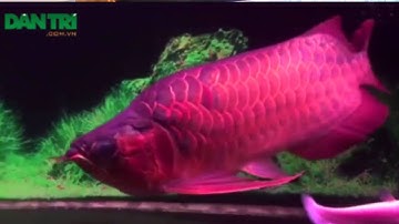 Cá rồng giá trăm triệu đồng  thu hút  dân chơi Việt
