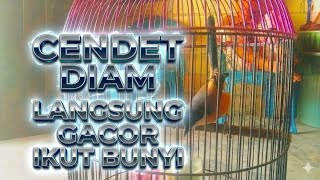 BURUNG CENDET GACOR isian mewah bikin emosi lawan-PANCINGAN BURUNG CENDET AGAR BUNYI NYAUT EMOSI