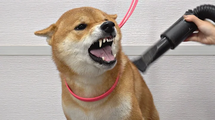 Crazy Shiba Inu won battle against groomer - DayDayNews