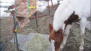 timed horse feeder