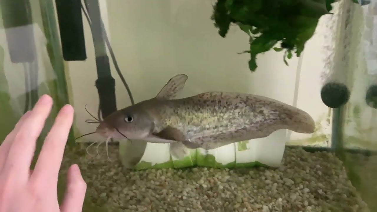 Trevor the Big Fish Plays! (Tandanus Tandanus) (2020-06-12)