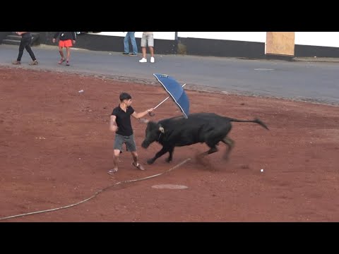 Tourada à corda, ilha Terceira, 26 de julho de 2025