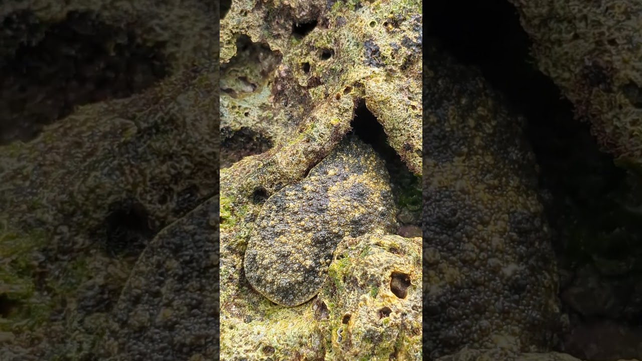 穴に隠れるイソアワモチ/喜界島/Peronia verruculata/a kind of sea slug/ホーミ/コウム/Onchidiidae