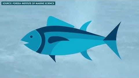 Dolphin-Safe Does Not Mean Marine Safe