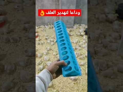وداعا لتهدير العلف في الفراخ البيضه