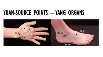 YUAN-SOURCE POINTS (YANG ORGANS)