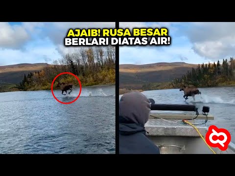 Video: Bolehkah moose berjalan di atas air?
