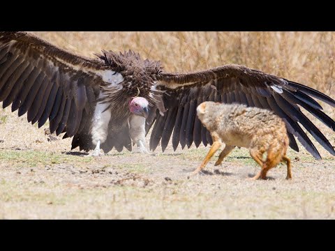 10 Most Dangerous Birds On The Planet