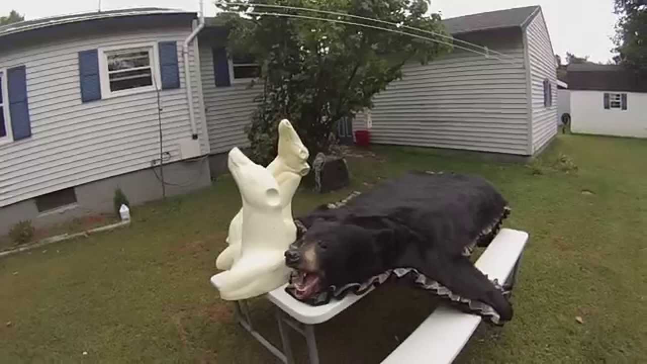 HQ TAXIDERMY SUPPLY HUGE ALBERTA BEAR!