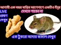 🔥মাত্র ৫ মিনিটের মধ্যে সমস্ত ইঁদুর বাড়ি থেকে পালিয়ে যাবে🔥rat killer//cockroach killer/kitchen tips