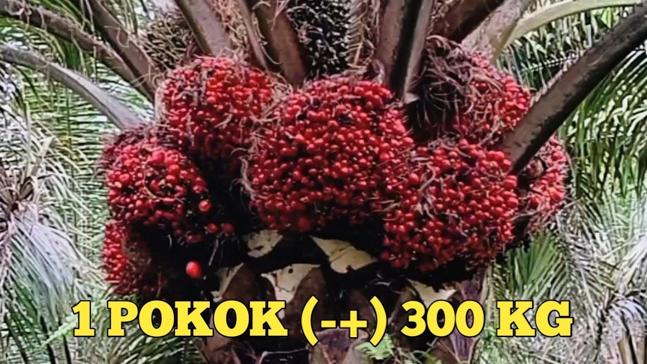 Buahnya jumbo semua 1 pokok 12 tandan