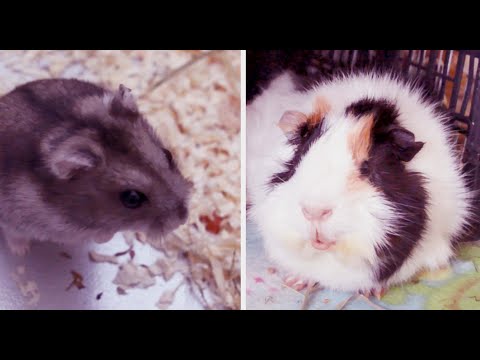 Video: Diferența Dintre Cobai și Hamster