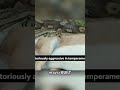 Python vs Crocodile: Africa's Apex Predators Clash! #shorts