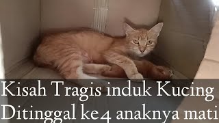 Kisah tragis induk kucing Ditinggal ke4 anaknya mati.