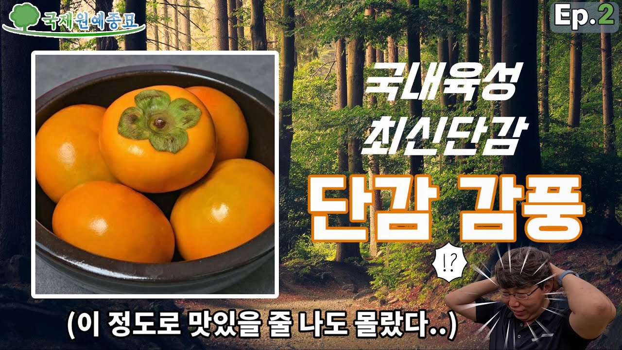 [Ep.2] '부유', '차량'을 대체하는 품종! 국내 육성 최신 단감! 단감 감풍