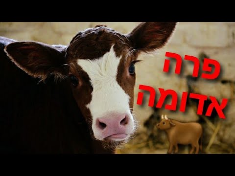 וִידֵאוֹ: הלם בחתולים