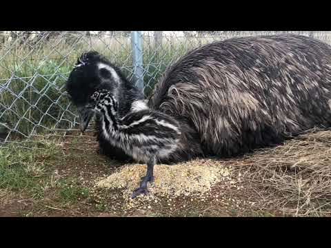 Emu dad communicating with his chick