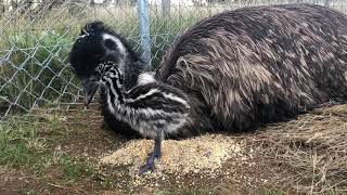 Emu Dad Communicating With His Chick