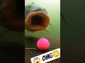 Wait for the SUCTION! 😱 #Fishing #Shorts #CarpFishing