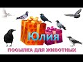 Посылка для животных. ЮЛИЯ (Санкт-Петербург). Presents for our animals from Saint-Petersburg