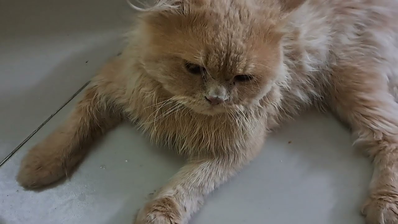 Cat mating with her loving boy 💞💞💞 