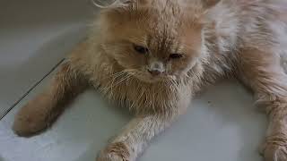 Kucing betina kawin dengan kucing jantan kesayangannya 💞💞💞 #pecintakucing #kucing
