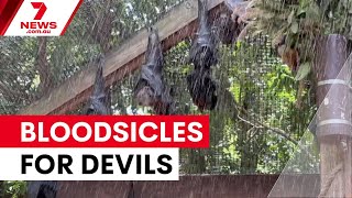 Animals beat the heat at Lone Pine Sanctuary | 7NEWS
