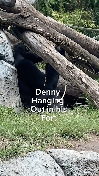 225 pound Denny accidentally cracked $30K worth of glass…#OopsMoment