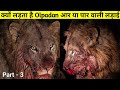 घुसपैठिए को ख़त्म करके खुद हो जाता है अधमरा || Lions Fight Documantary In Hindi ||