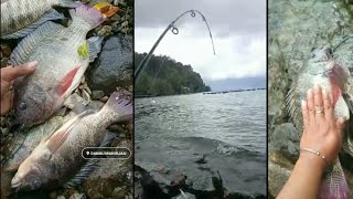 Hasil Memancing Ikan Di danau maninjau |Ikan Nila |Lake Fishing