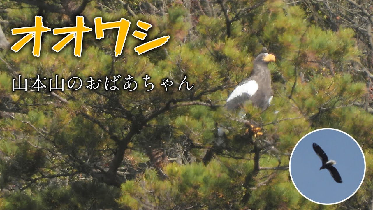 【野鳥観察】オオワシ　山本山のおばあちゃん