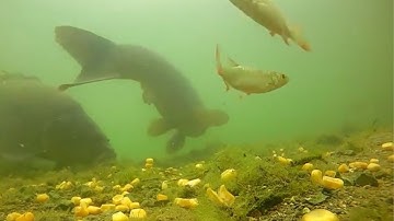 Cận cảnh cá chép ăn mồi | câu cá | camera dưới nước.