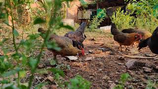 red junglefowl farm Cambodia