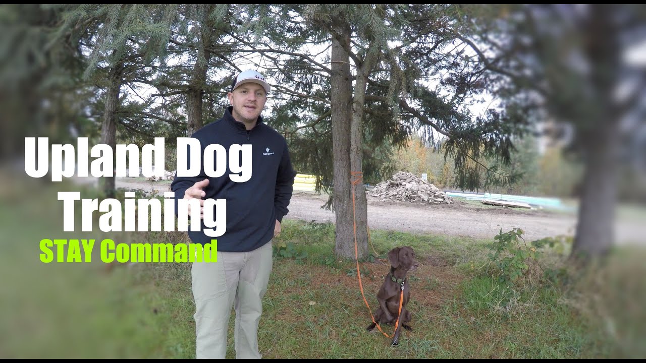 Upland Dog Training Teach your dog to STAY YouTube