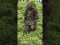 The Incredible Power of Camouflage