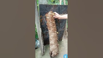 củ ráy còn gọi là bạc hà núi, tặng miễn phí cho bà con trị bệnh SĐT : 0332870945