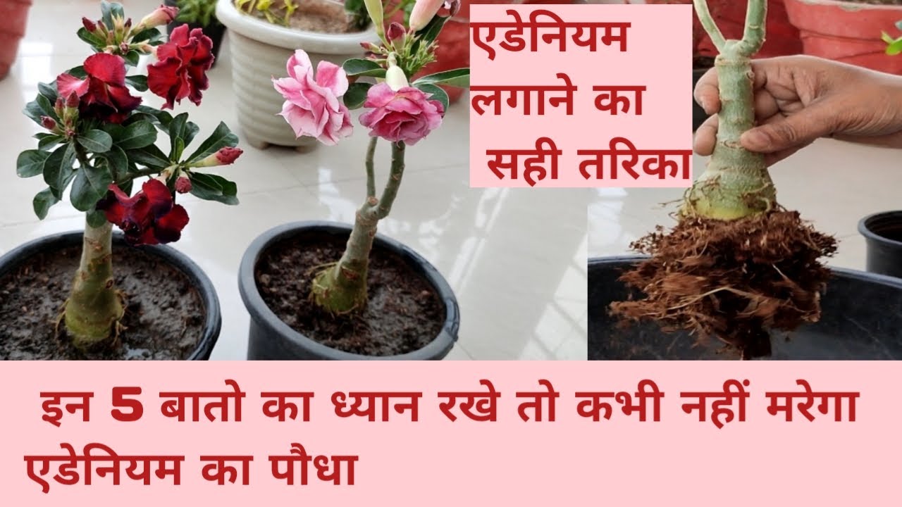 How to repot adenium plant/adenium plant care/adenium plant care and