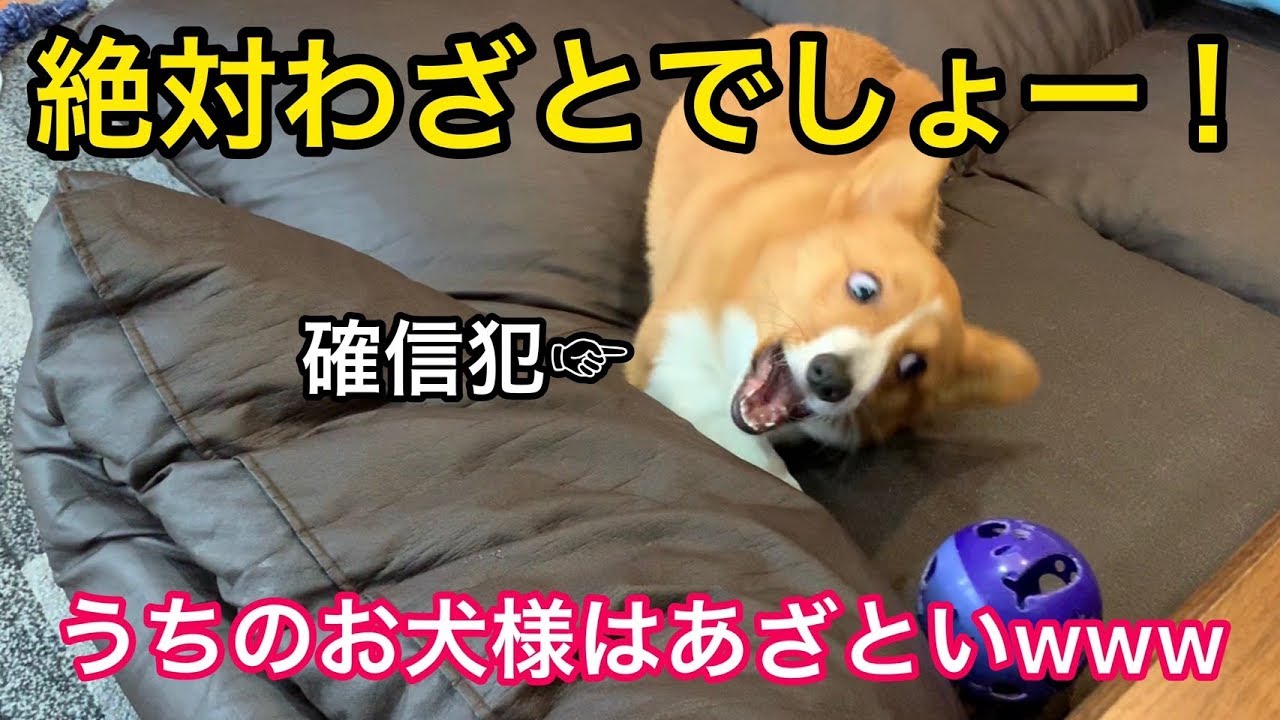 コーギー５ヶ月 あざとい犬にあごで使われる Youtube