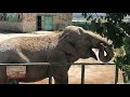Слониха Дженни показала зрителям, как пьет воду) Тайган The elephant drinks water) Taigan