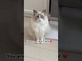 You’re my best friend! #cat #shorts #funny