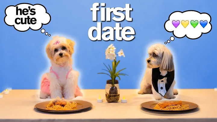 Adorable Dog's FIRST TINDER DATE *Try Not To Say A...