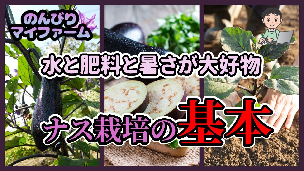 サウザー　新玉ねぎ　７　長なす　20本　Ｂ3．５キロインカ２キロ　きゅうり サウザー 新玉ねぎ 7 長なす 20本 B3．5キロインカ2キロ きゅうり