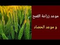 موعد زراعة القمح وموعد حصاده