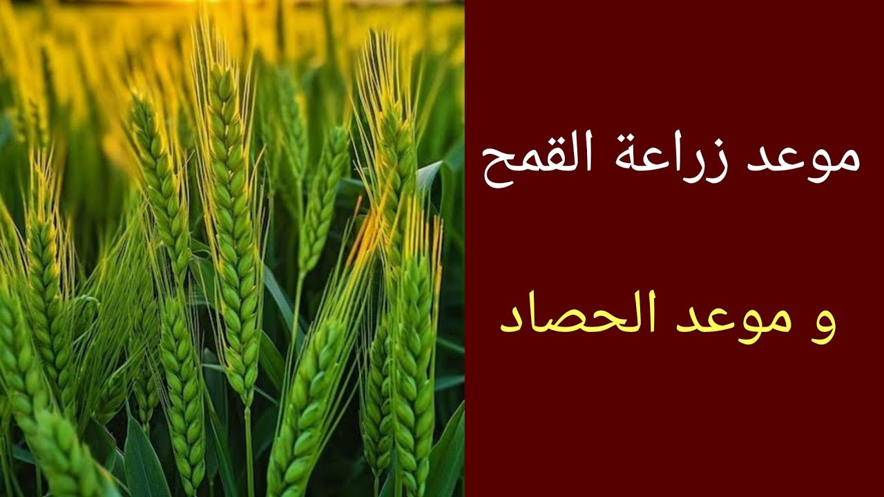 موعد زراعة القمح ... وموعد حصاده - YouTube